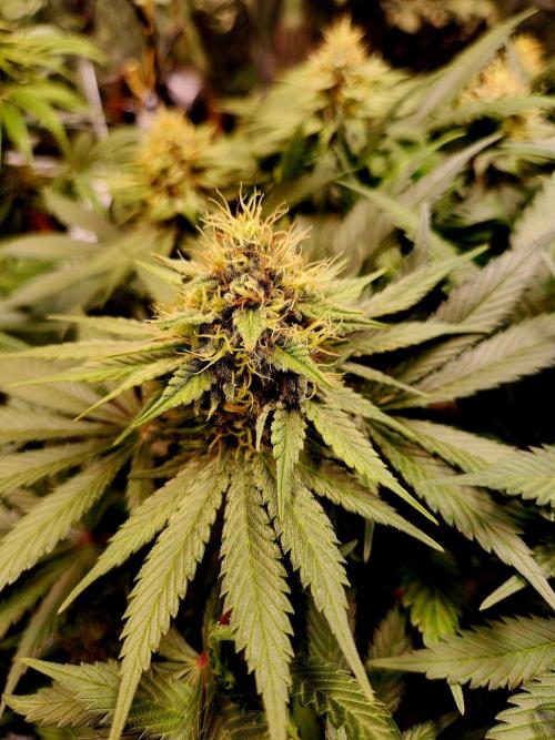 Cream Caramel. Week 13