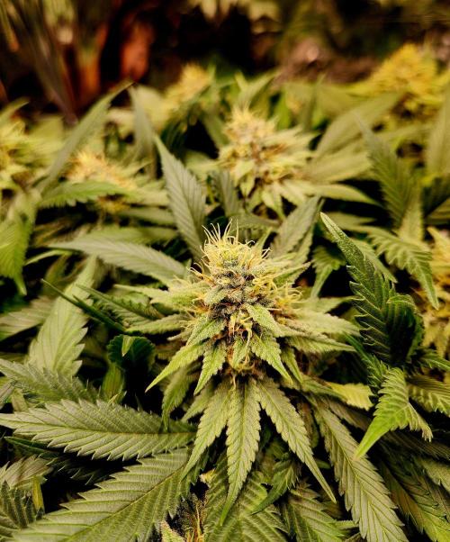 Cream Caramel. Week 13