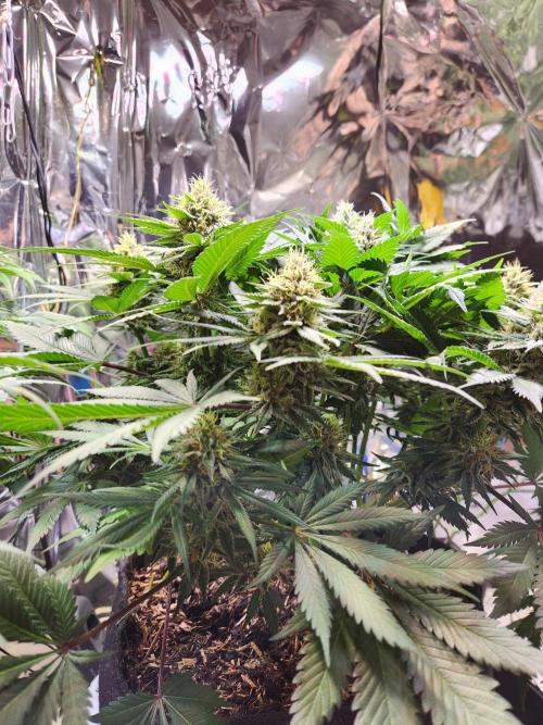 Cream Caramel. Week 13