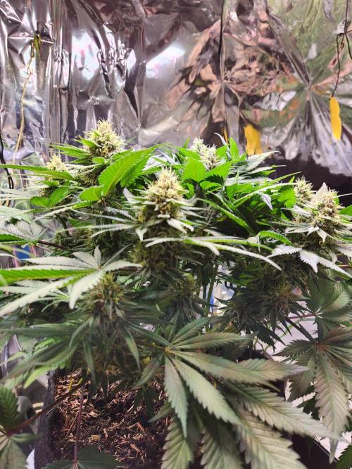 Cream Caramel. Week 13