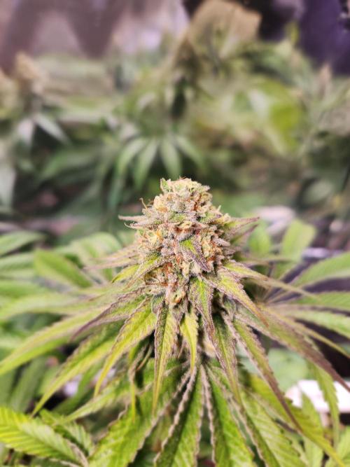 Cherry High. Week 14