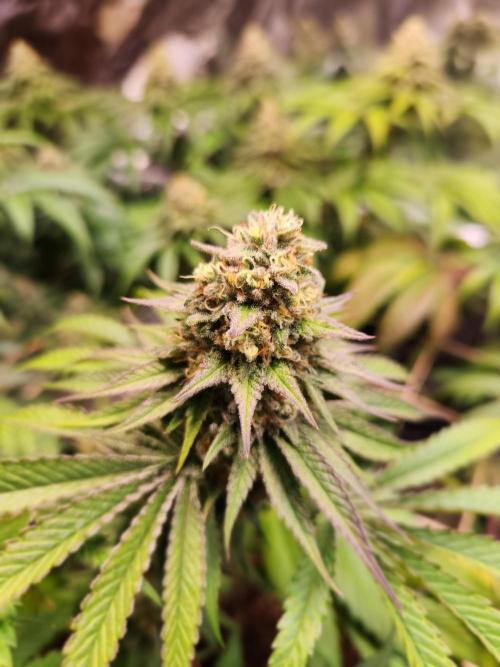 Cherry High. Week 14