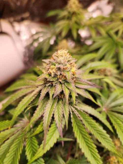 Cherry High. Week 14