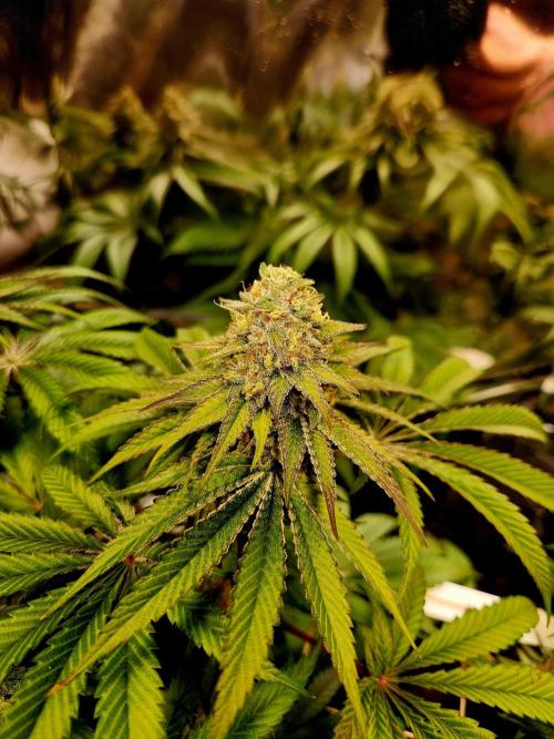 Cherry High. Week 14