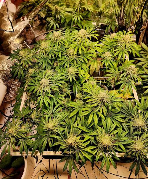 Cherry High. Week 14