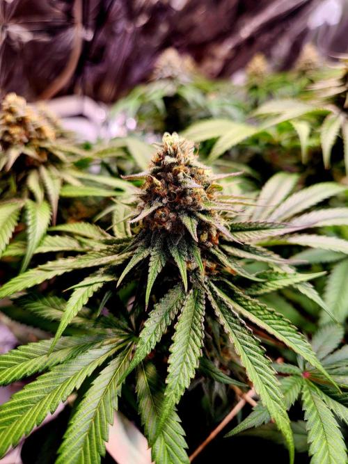 Cherry High. Week 14