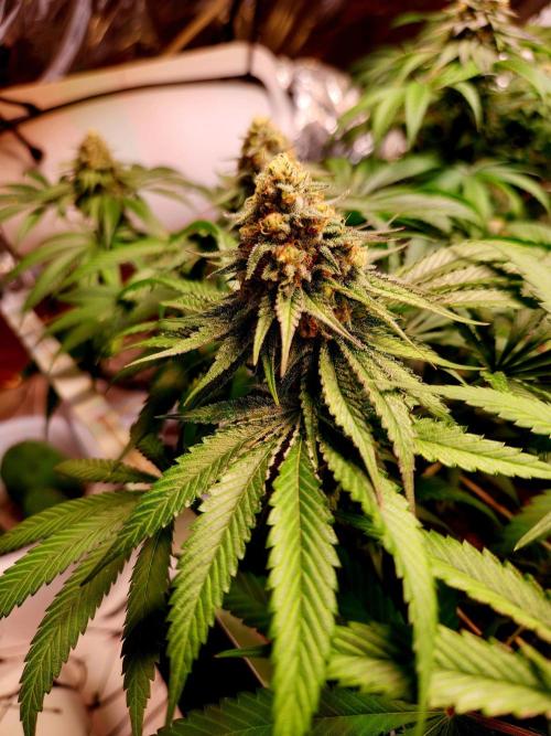 Cherry High. Week 14