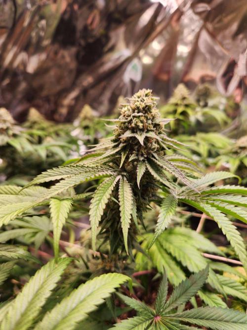 Cherry High. Week 14