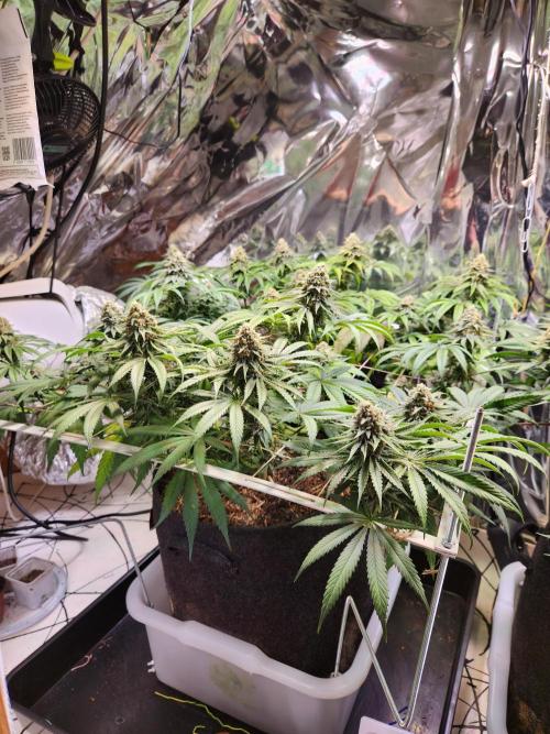 Cherry High. Week 14