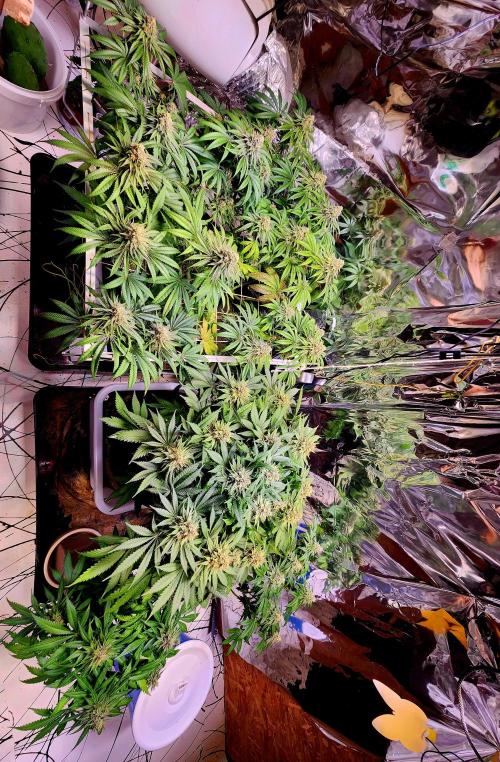 Cherry High. Week 14