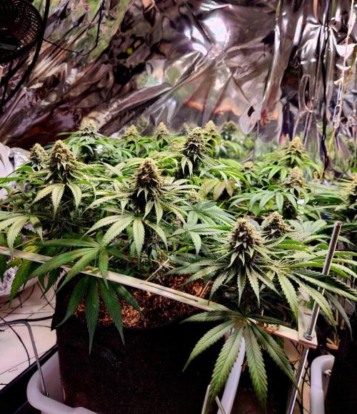 Cherry High. Week 14