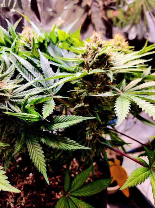 Cream Caramel. Week 15