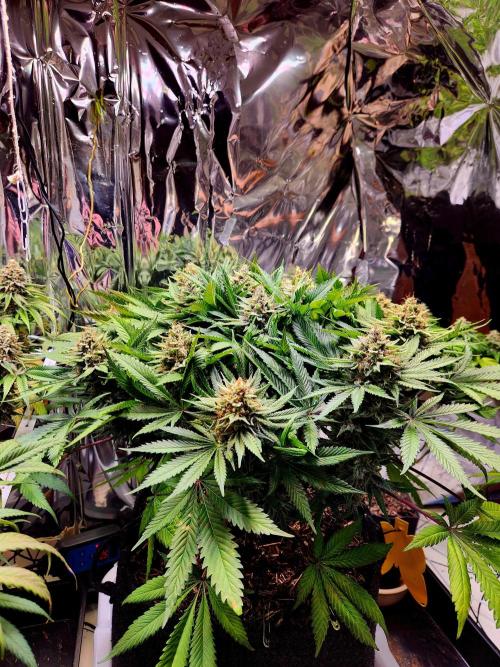 Cream Caramel. Week 15