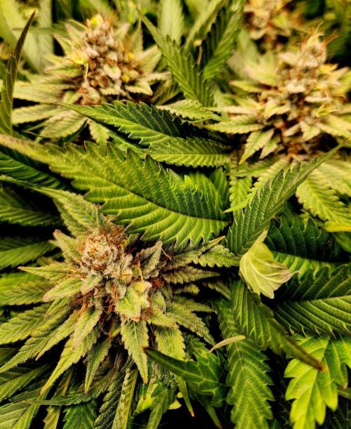 Cream Caramel. Week 15