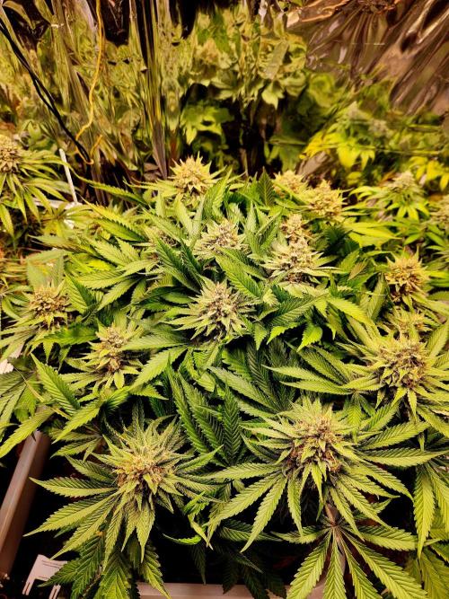 Cream Caramel. Week 15