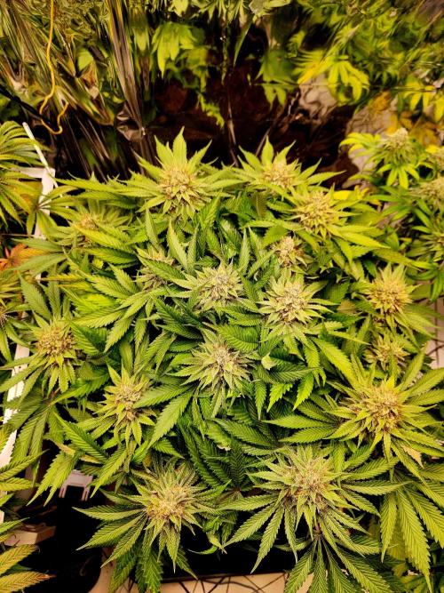 Cream Caramel. Week 15