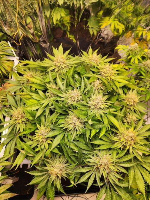 Cream Caramel. Week 15