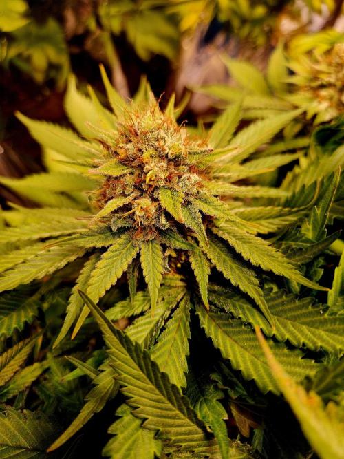 Cream Caramel. Week 15