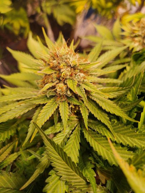 Cream Caramel. Week 15