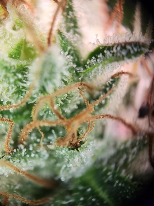 Cream Caramel. Week 15