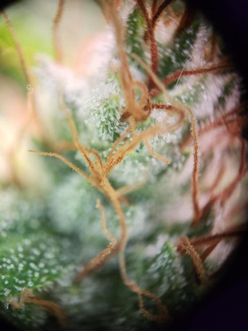 Cream Caramel. Week 15