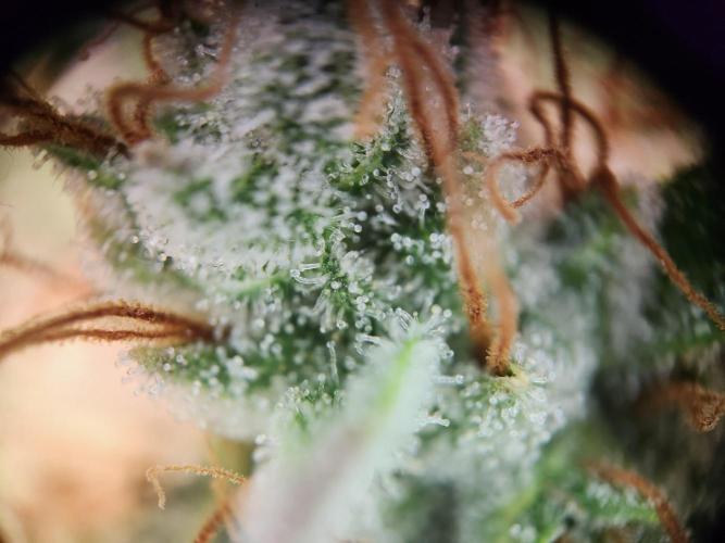 Cream Caramel. Week 15