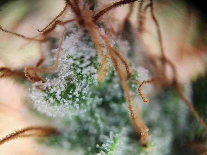 Cream Caramel. Week 15