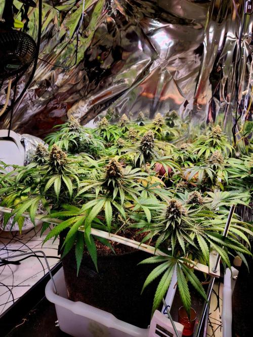 Cherry High. Week 15