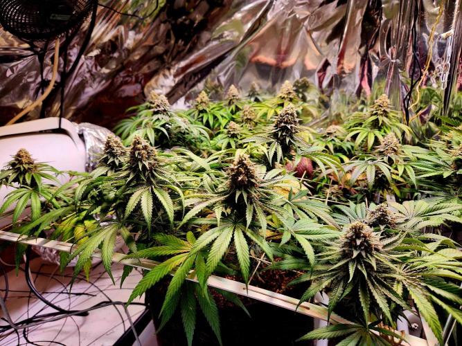 Cherry High. Week 15