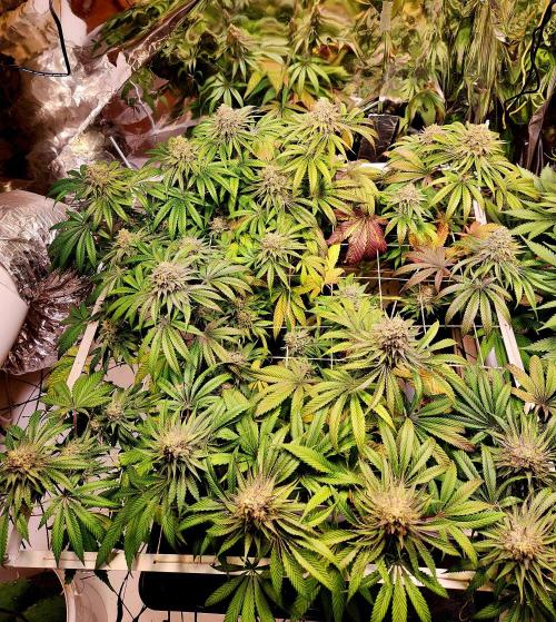 Cherry High. Week 15