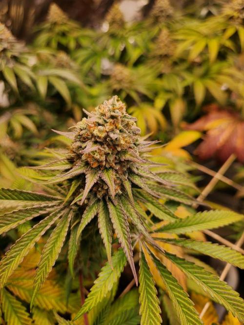 Cherry High. Week 15