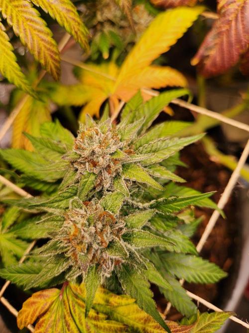 Cherry High. Week 15