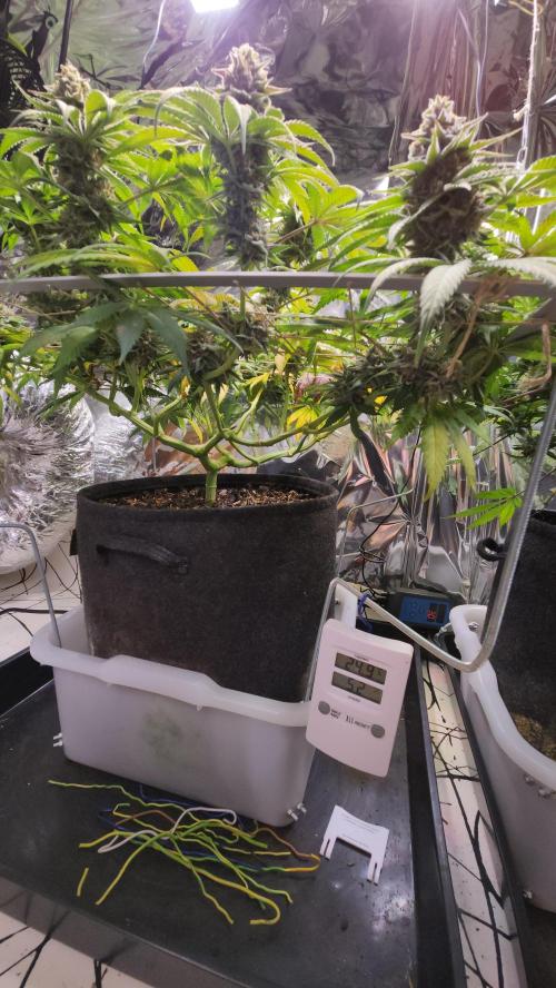 Cherry High. Week 15