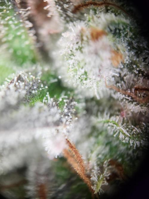 Cherry High. Week 15