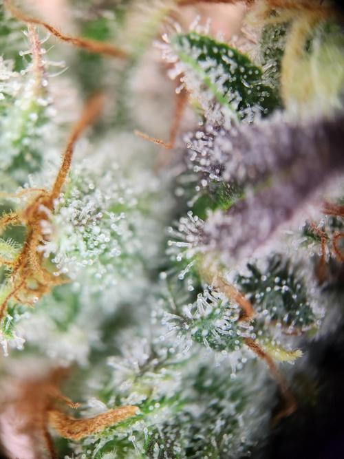 Cherry High. Week 15