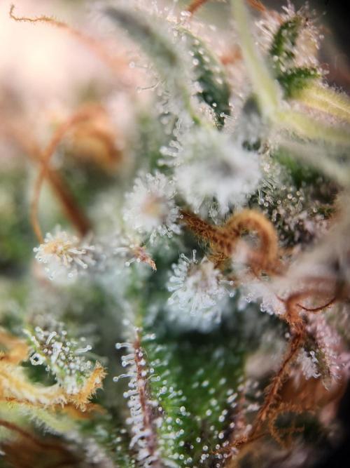 Cherry High. Week 15