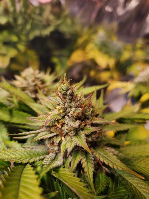 Cream Caramel. Week 16