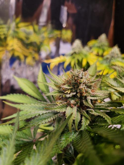 Cream Caramel. Week 16