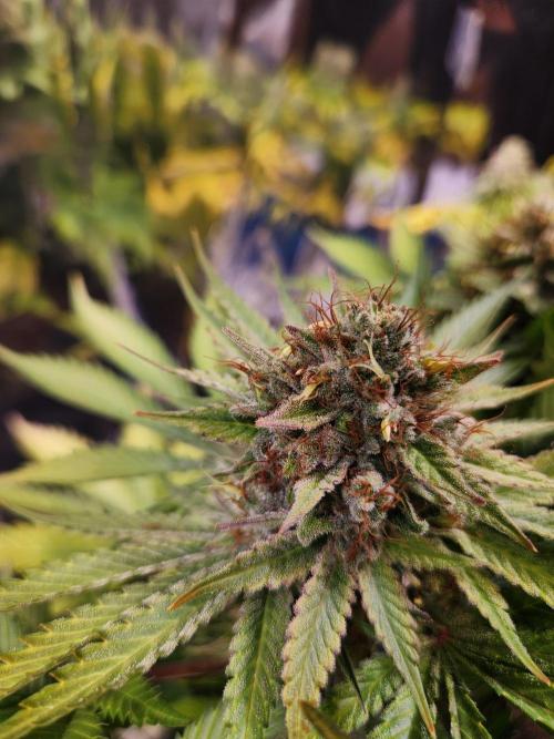 Cream Caramel. Week 16