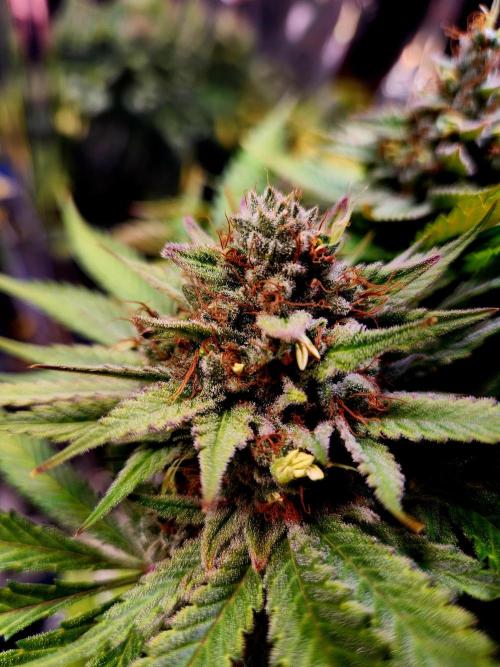 Cream Caramel. Week 16