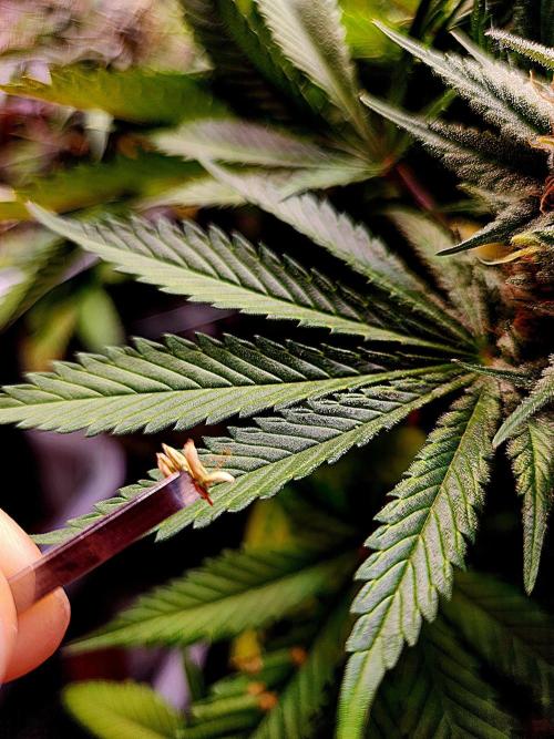 Cream Caramel. Week 16