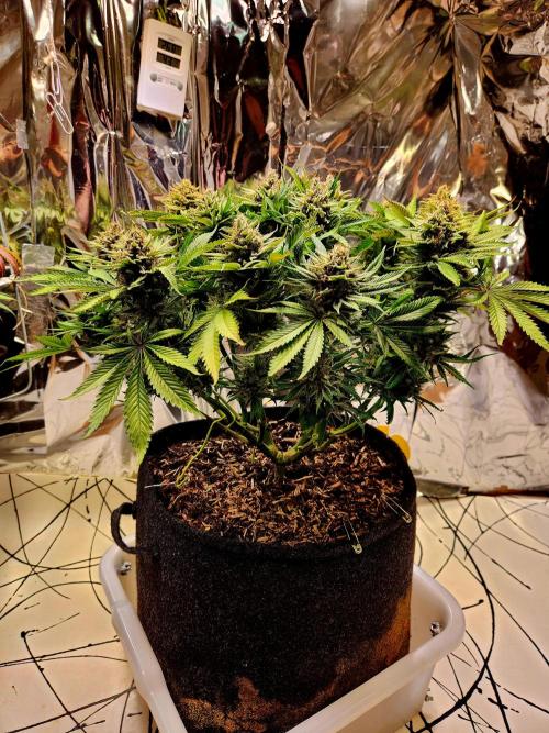 Cream Caramel. Week 16