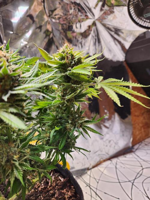 Cream Caramel. Week 16