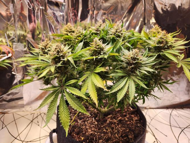 Cream Caramel. Week 16