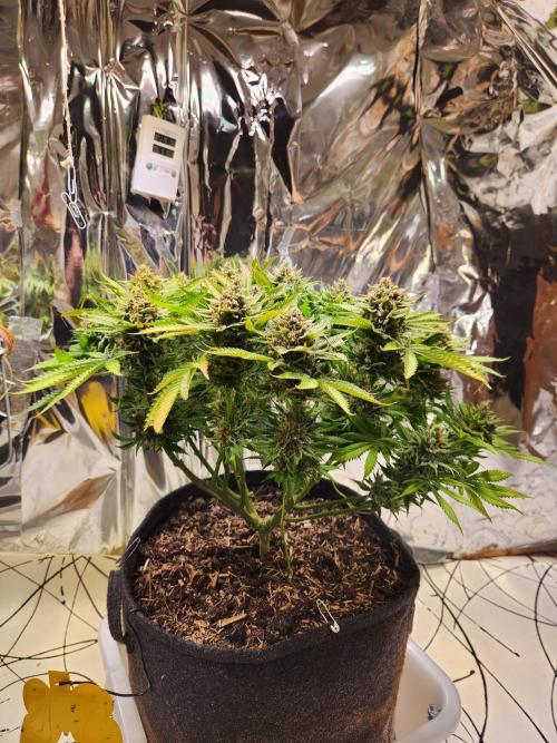 Cream Caramel. Week 16