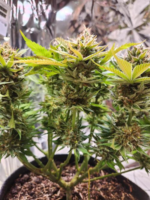 Cream Caramel. Week 16