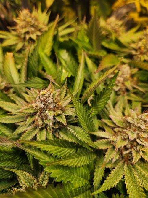 Cream Caramel. Week 16