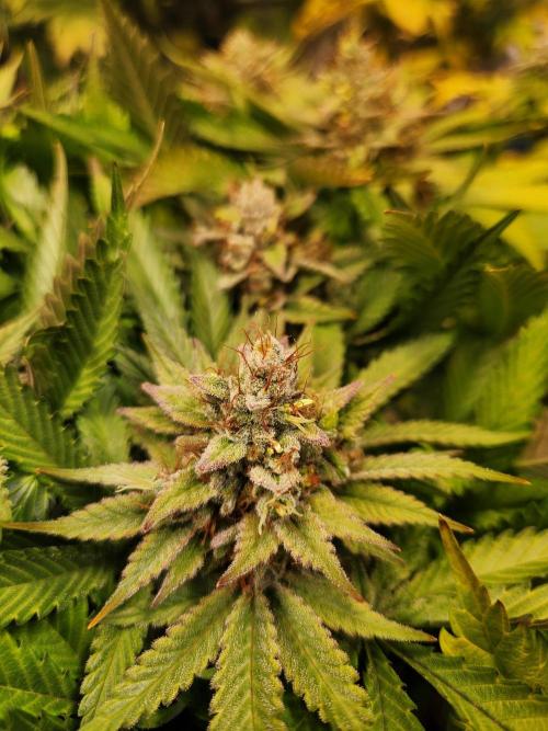 Cream Caramel. Week 16