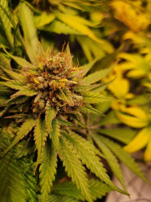 Cream Caramel. Week 16