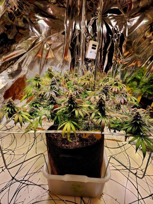 Cherry High. Week 16